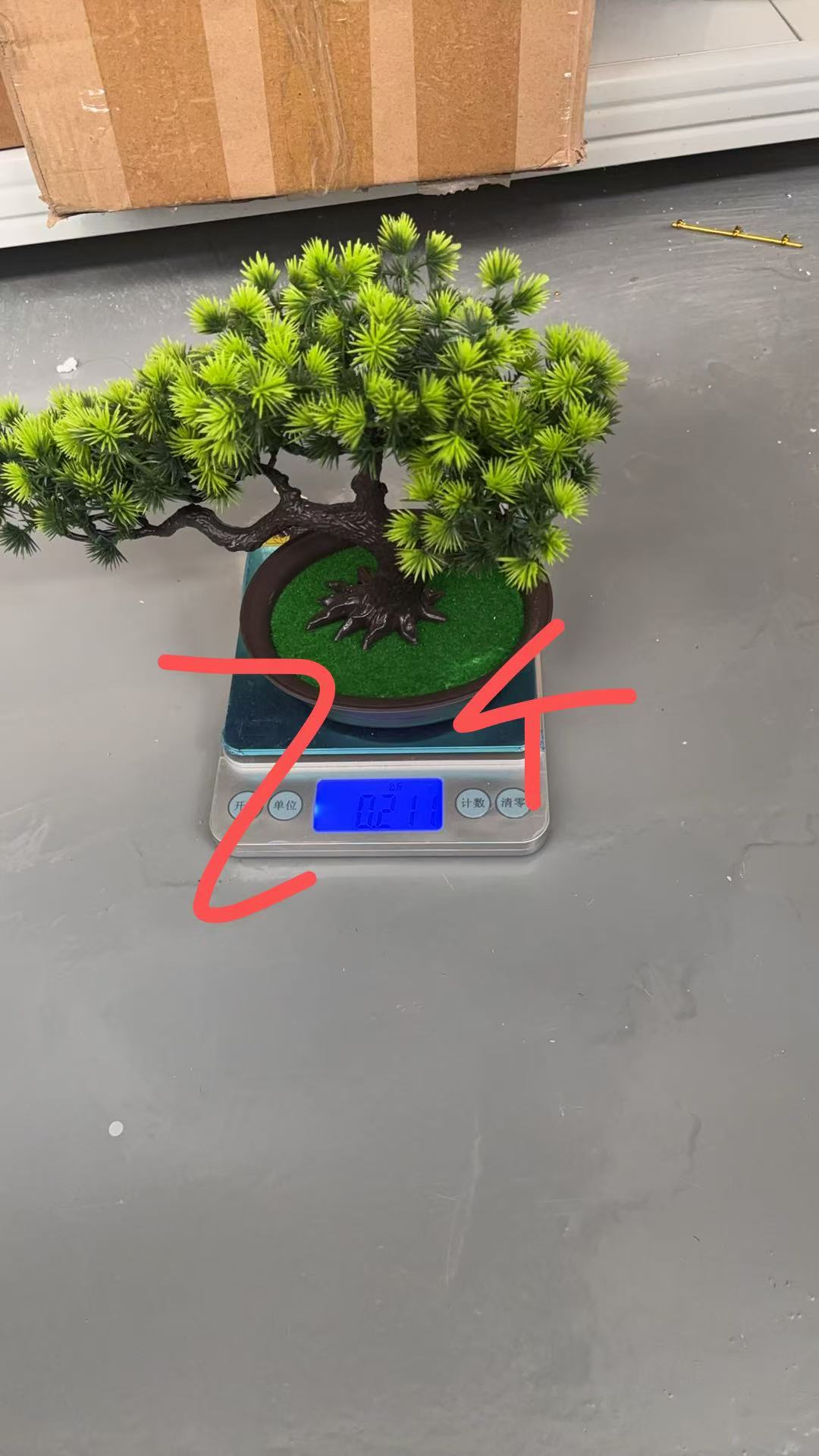 Pine Bonsai
